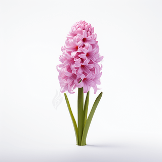 鳶尾專題模板與鳶尾圖片素材下載指南