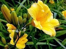 青州萱草供應 優質花卉基地與安全防護服務