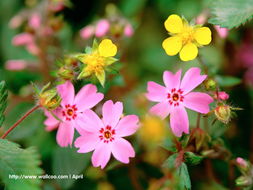 花卉攝影壁紙 一花一世界，捕捉自然的詩(shī)意瞬間