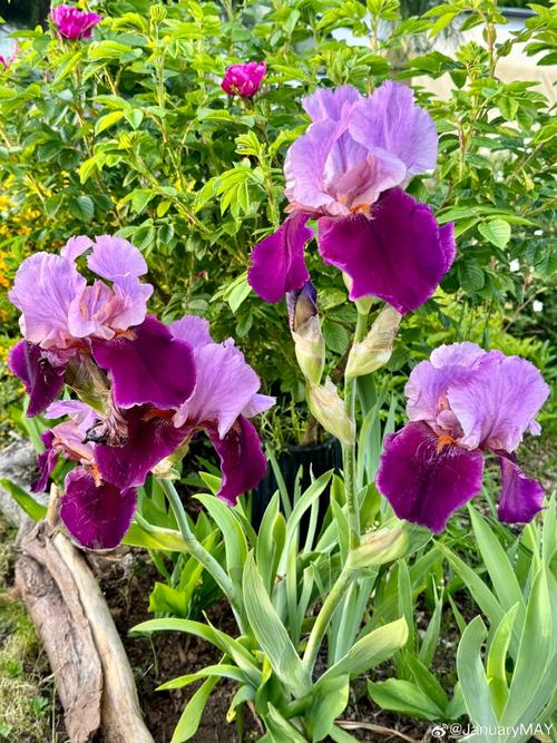 手機(jī)隨手拍 聚焦身邊的自然之美——從花園花卉到菜園蔬菜