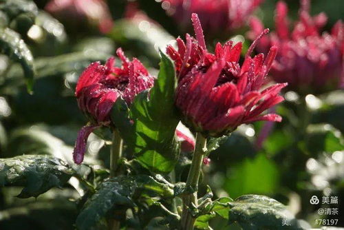 王城秋色，菊韻悠長 花卉攝影中的光影詩篇